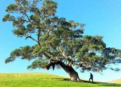 arbres orvault charte plus communale