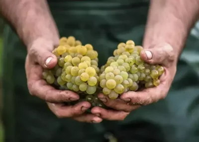 Les vendanges en avance en Loire-Atlantique