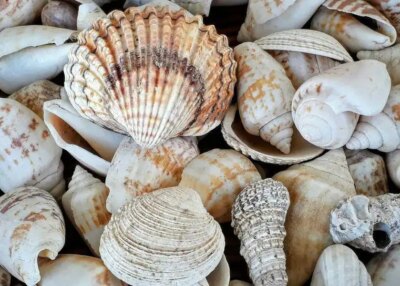p&ecirc;che pied biodiversit&eacute; littoral r&eacute;glementation
