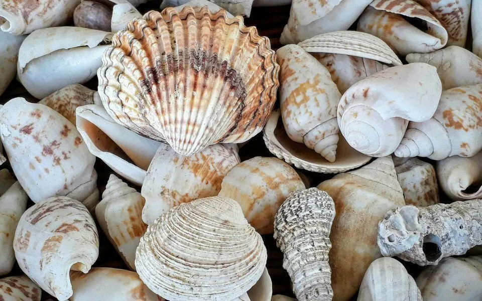 pêche pied biodiversité littoral réglementation