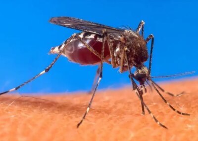 chikungunya opération contre moustique tigre