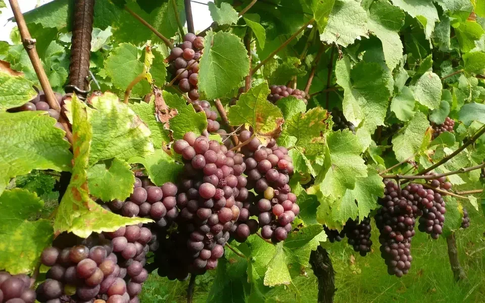 Les vignerons des Coteaux d'Ancenis à la rencontre du public