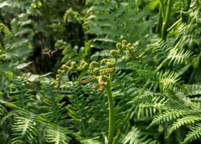 blain journée biodiversité ville gratuite