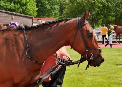 trot ch&acirc;teaubriant m&eacute;tairie neuve mardi