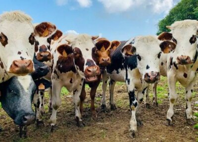 éleveurs animaux syndicats sanitaire face