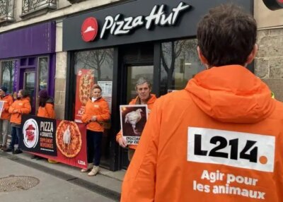 pizza élevage animaux intensif plus
