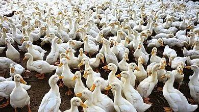 Grippe aviaire : un élevage de canards décimé près de Nantes
