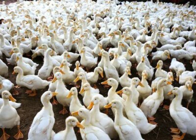 Grippe aviaire : un élevage de canards décimé près de Nantes