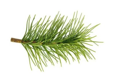 La Grigonnais Organise La Collecte Des Sapins De Noel