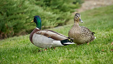 Grippe aviaire : le gouvernement ouvre un guichet d'aide économique pour les éleveurs sinistrés.