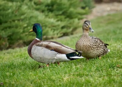Grippe aviaire : le gouvernement ouvre un guichet d'aide économique pour les éleveurs sinistrés.