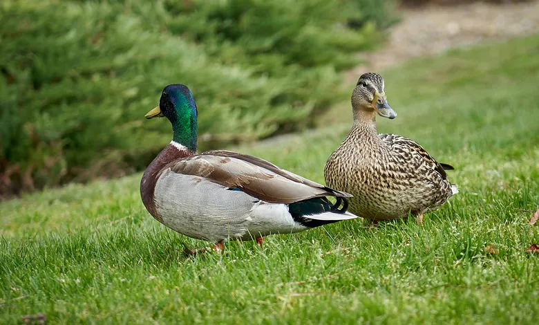 Grippe aviaire : le gouvernement ouvre un guichet d'aide économique pour les éleveurs sinistrés.