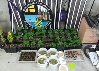 Pornic : au bout du tuyau, soixante pieds de cannabis et une vie qui bascule