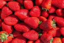 Rappel produit : ces fraises vendues en vrac chez Grand Frais et Fresh trop chargées en pesticides