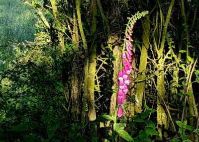 Promeneurs du dimanche : ne cueillez pas toute la forêt