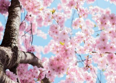 Vertou : la Fête du printemps revient à la cale de Beautour le 25 avril