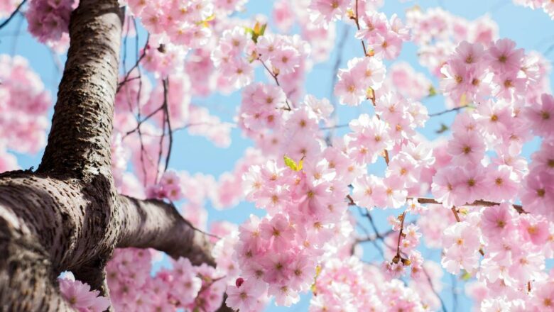 Vertou : la Fête du printemps revient à la cale de Beautour le 25 avril
