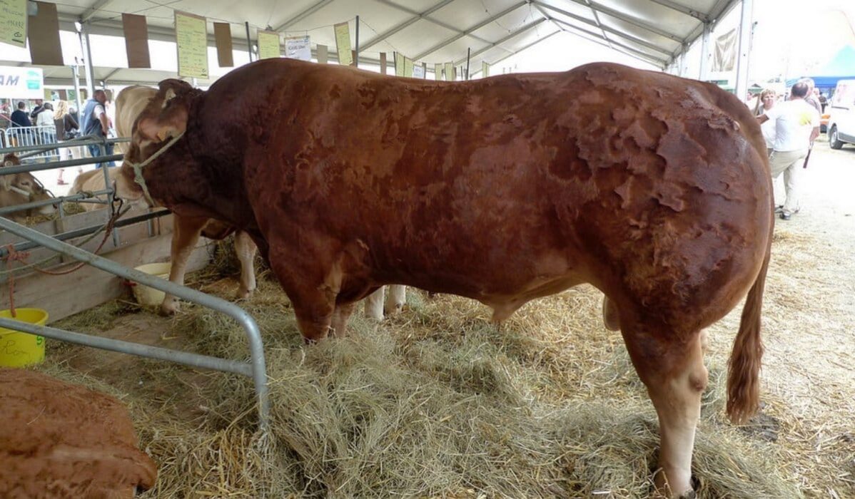 Le Foirail de Châteaubriant certifié pour l'export européen