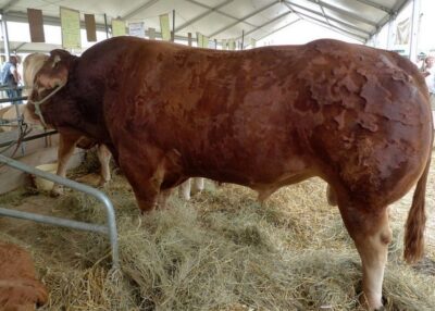 Le Foirail de Ch&acirc;teaubriant certifi&eacute; pour l'export europ&eacute;en