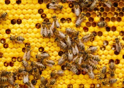 Les Rendez-vous à la ferme reprennent au parc de la Chantrerie
