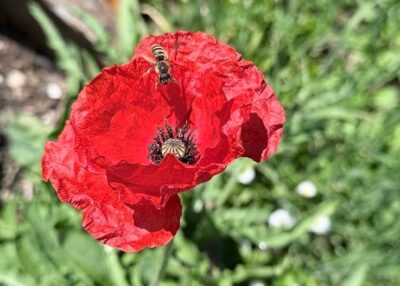 Vos Rendez-vous aux Jardins 2026 en Loire-Atlantique