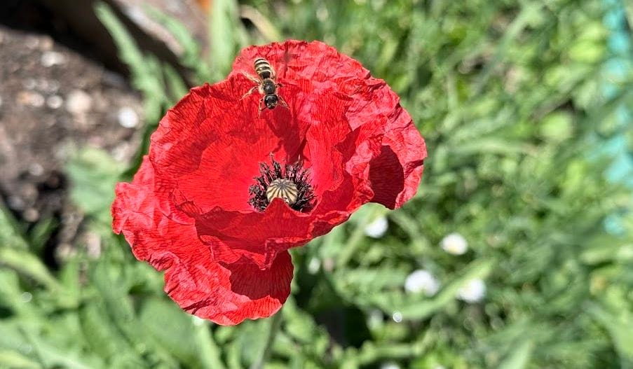 Vos Rendez-vous aux Jardins 2026 en Loire-Atlantique