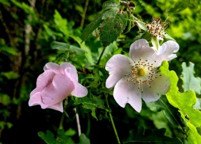 Le Bignon présente son Atlas de la biodiversité communale