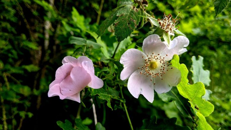 Le Bignon présente son Atlas de la biodiversité communale