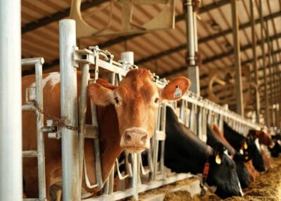 Avessac : feu de hangar agricole, 71 bovins sauvés