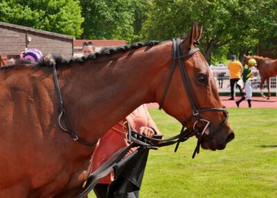 Journée Prémium Trot ce dimanche à l'hippodrome de Châteaubriant