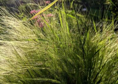 Loire-Atlantique : retour en vigilance orange canicule ce lundi soir