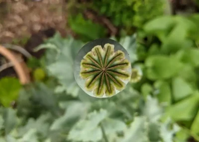 La Folie des Plantes revient les 5 et 6 septembre au parc du Grand Blottereau