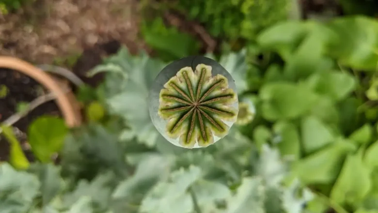 La Folie des Plantes revient les 5 et 6 septembre au parc du Grand Blottereau
