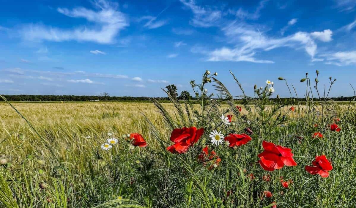 Treffieux : l'agro-écologie au cœur de la 36ème Fête de la Solidarité les 22 et 23 août