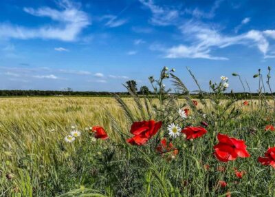 Treffieux : l'agro-écologie au cœur de la 36ème Fête de la Solidarité les 22 et 23 août
