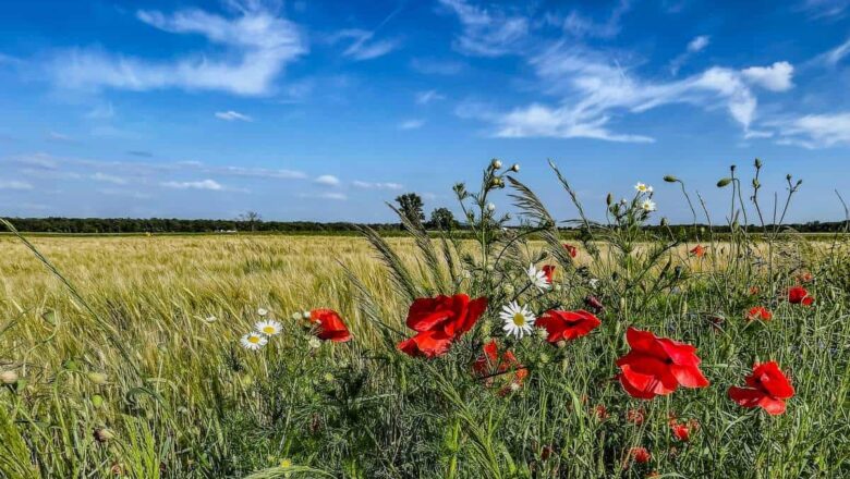 Treffieux : l'agro-écologie au cœur de la 36ème Fête de la Solidarité les 22 et 23 août