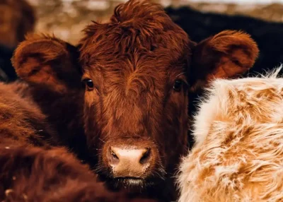 Agriculteurs en difficult&eacute; : l'alerte de Solidarit&eacute; Paysans
