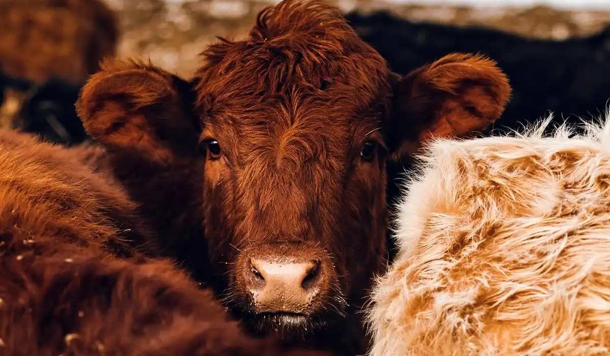 Agriculteurs en difficulté : l'alerte de Solidarité Paysans