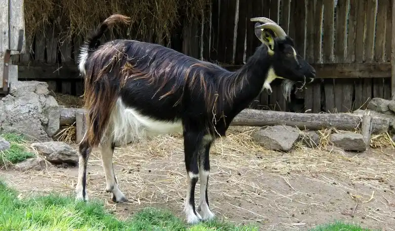 Chèvre poitevine