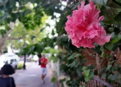 Saint-Sébastien-sur-Loire vous propose de fleurir votre rue