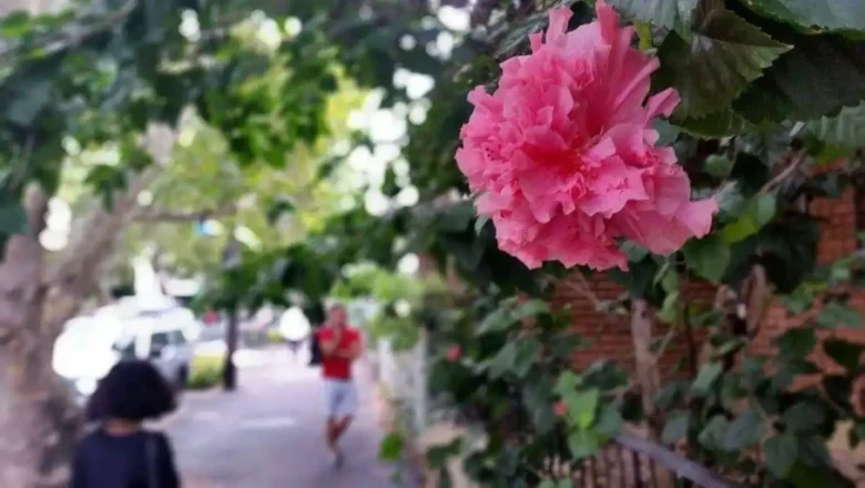Saint-Sébastien-sur-Loire vous propose de fleurir votre rue