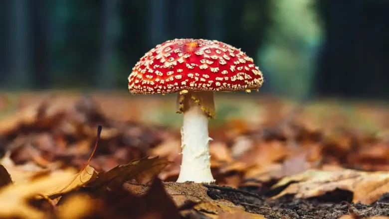 Champignons en forêt domaniale : 5 litres par personne, pas plus
