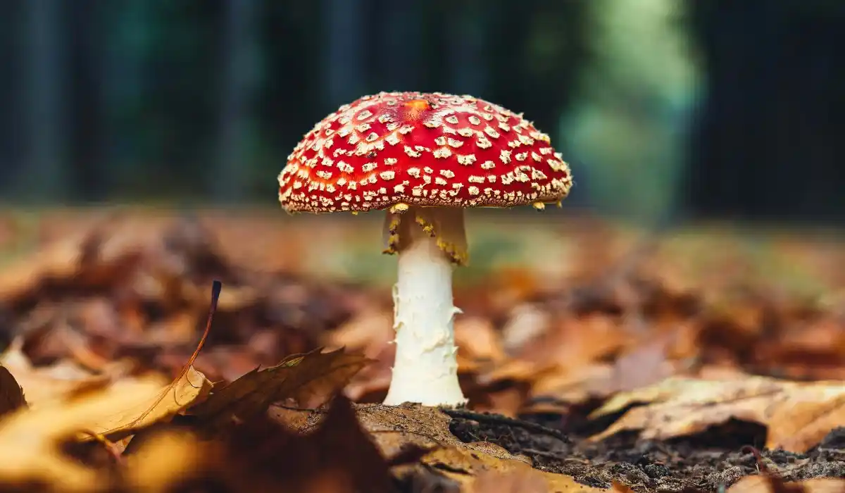 Champignons en forêt domaniale : 5 litres par personne, pas plus