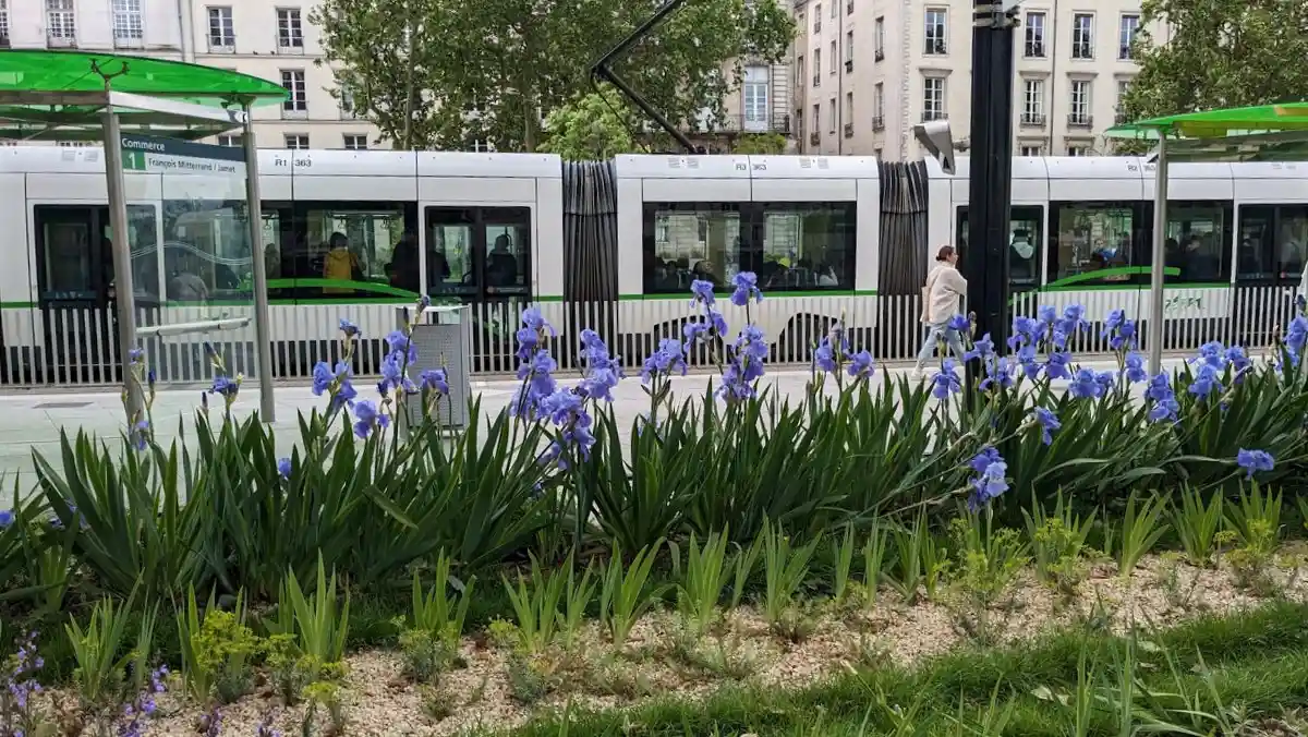 Manifestation &agrave; Nantes : tramways et bus perturb&eacute;s samedi 31 octobre